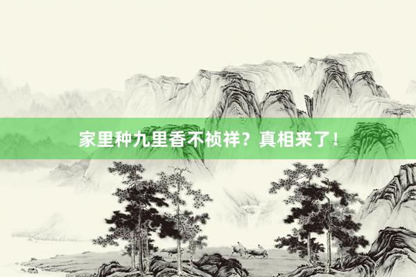 家里种九里香不祯祥？真相来了！